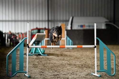 des Crocs de Provence - Uchuu Yamato des Crocs de Provence et Esteban au concours d'agility des Cadeou