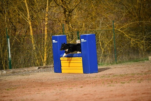 des Crocs de Provence - On des Crocs de Provence et Esteban au concours d'agility des Cadéou