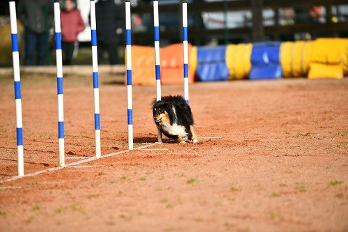 River Of Glitter Rain Brune des Crocs de Provence et Esteban au concours d'agility des Cadeou