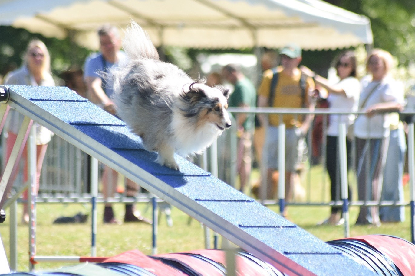 des Crocs de Provence - Championnat de France d'agility des Bergers des Shetland 2026