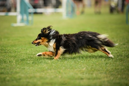 Championnat de France d'agility 2026