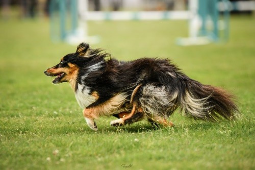 des Crocs de Provence - River of Glitter Rain Brune des Crocs de Provence et Esteban au Championnat de France d'agility 2026