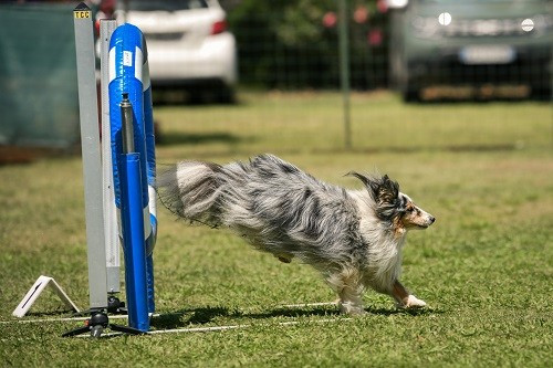 des Crocs de Provence - Concours d'agility de Tarascon