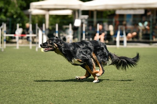 des Crocs de Provence - Concours d'agility de Grasse