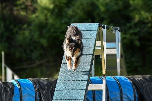 des Crocs de Provence - Concours d'agility de Grasse