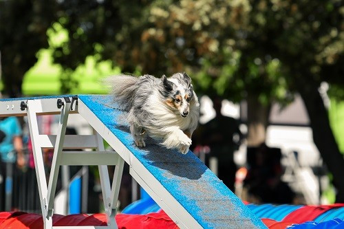 des Crocs de Provence - Concours d'agility de Tarascon