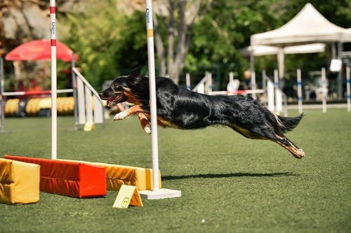 Concours d'agility de Grasse