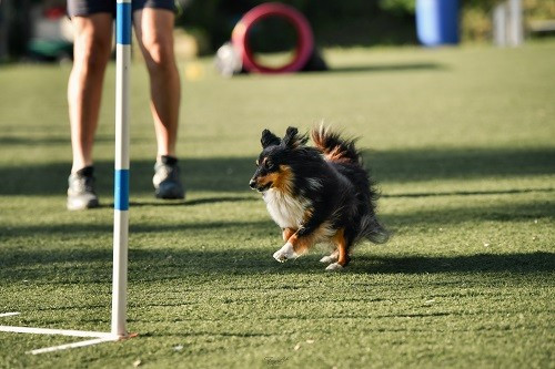 Concours d'agility de Grasse