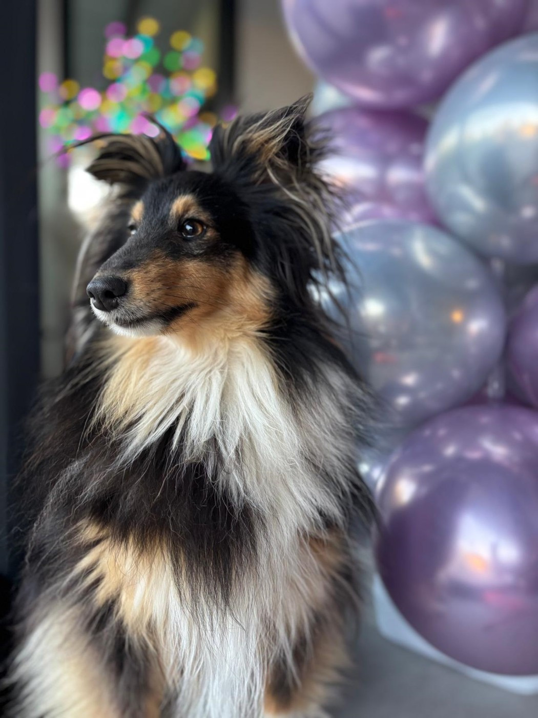 Tourbillon de Pégase Brun des Crocs de Provence dit Taz et Loé 3èmes au Championnat du monde d'agility