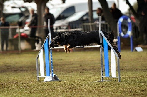 Uchuu Yamato des Crocs de Provence et Esteban au concours d'agility de Saint Martin de Crau