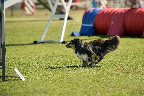 des Crocs de Provence - River of Glitter Rain Brune des Crocs de Provence et Esteban au concours d'agility de Saint Martin de Crau