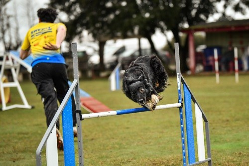 On des Crocs de Provence et Esteban au concours d'agility de Saint Martin de Crau