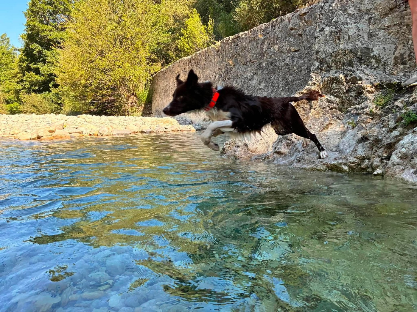 Aïko des Crocs de Provence