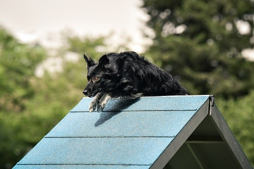 On des Crocs de Provence et Esteban au concours d'agility de Grasse