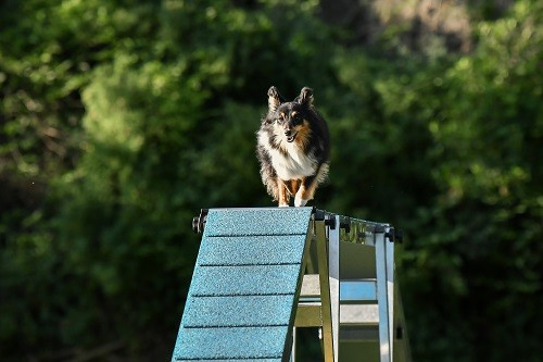 des Crocs de Provence - River of Glitter Rain des Crocs de Provence et Esteban au concours d'agility de Grasse