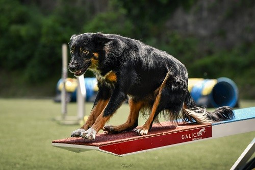 Uchuu Yamato et Esteban au concours d'agility de Grasse