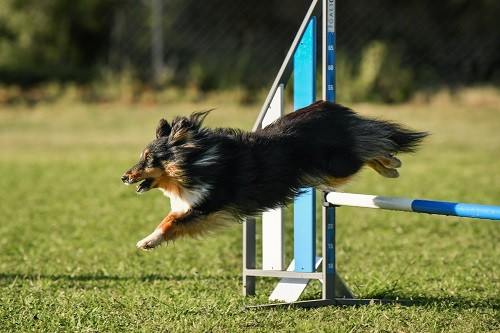 River Of Gitter Rain Brune des Crocs de Provence et Esteban au concours d'agility de Saint Martin de Crau