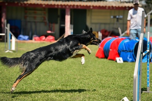 des Crocs de Provence - Uchuu Yamato des Crocs de Provence et Esteban au concours d'agility de Saint Martin de Crau