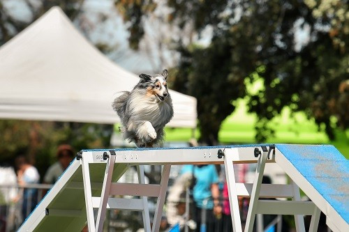 des Crocs de Provence - Maenery Khaleesi Story la Bleue du Grain de Soleil au concours d'agility de Saint Martin de Crau