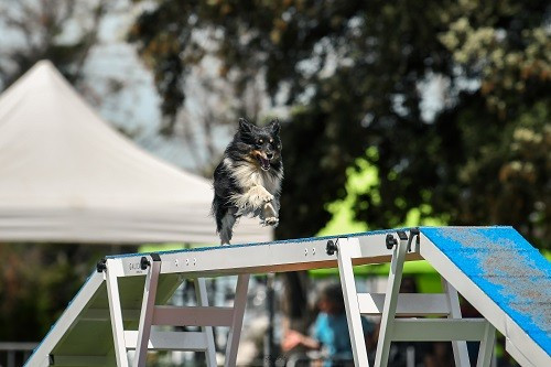 Spirit Cheyenne Brune des Crocs de Provence au concours d'agility de Saint Martin de Crau