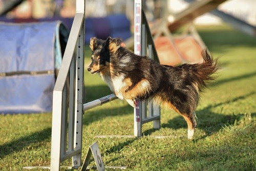Concours d'agility d'Aubagne