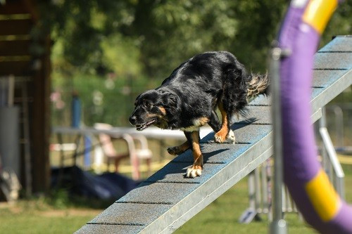 Concours d'agility d'Aubagne