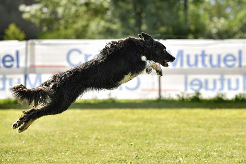 des Crocs de Provence - Concours d'agility des Cadeou