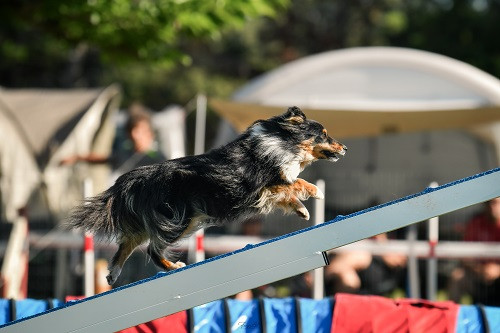 Concours d'agility des Cadeou