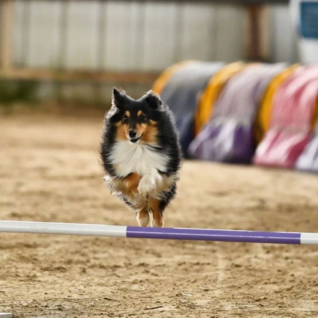 3 Crocs de Provence aux Championnats du monde Junior d'agility 2025