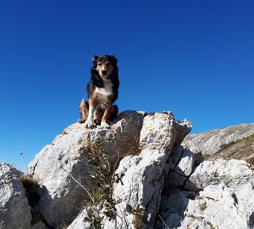des Crocs de Provence - Des nouvelles de Forban