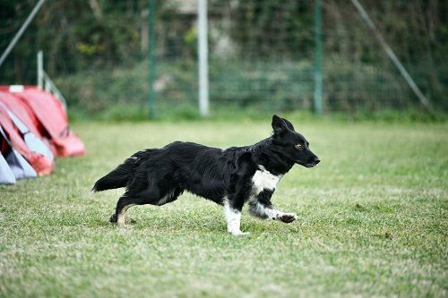 des Crocs de Provence - Concours d'agility des Cadéous