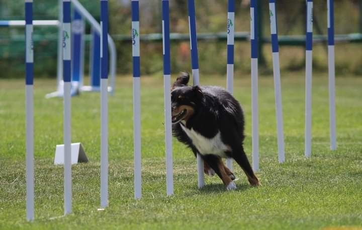 des Crocs de Provence - Retraite d'agility pour Jiby