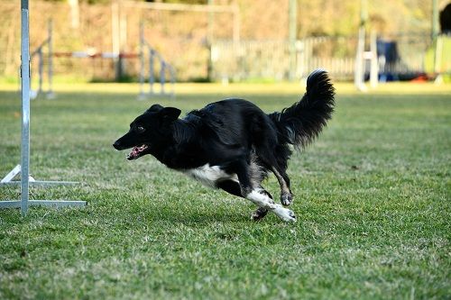 des Crocs de Provence - Concours d'agility de Saint Privat les Vieux