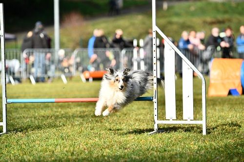 des Crocs de Provence - Concours d'agility des Cadéous