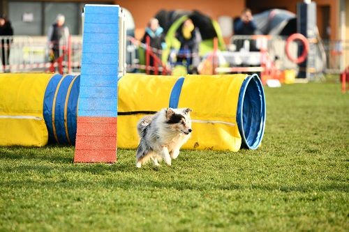 des Crocs de Provence - Concours d'agility de Saint Privat les Vieux