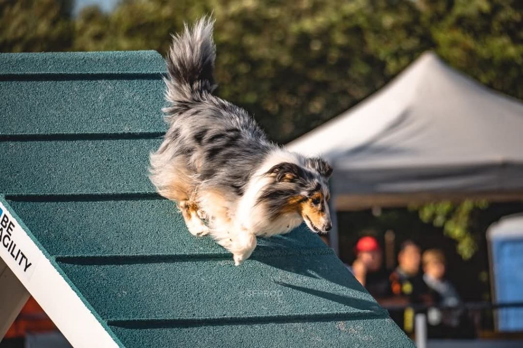 des Crocs de Provence - Maenerys au concours d'agility de Nîmes