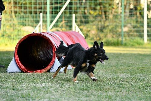 des Crocs de Provence - Concours d'agility de Terre des Chiens