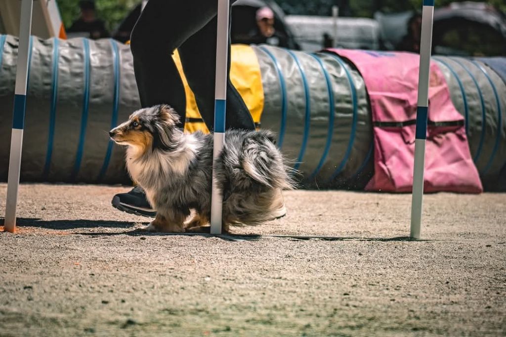 Concours d'agility de Nimes