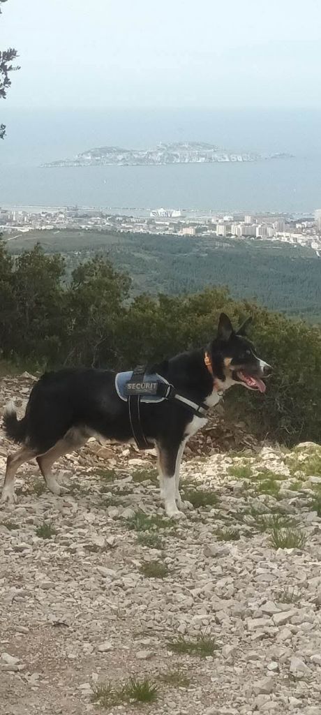 des Crocs de Provence - Des nouvelles de Sésar