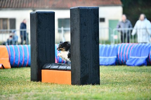 des Crocs de Provence - Championnat de France d'agility des Bergers des Shetland 2025
