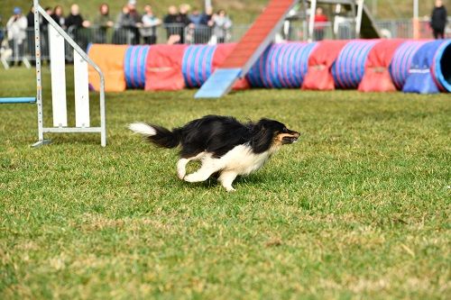 Concours d'agility de Nimes