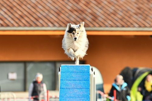 des Crocs de Provence - Concours d'agility de Terre des Chiens