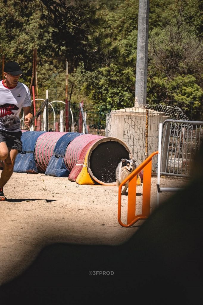 des Crocs de Provence - Légolas au concours d'agility de Nîmes