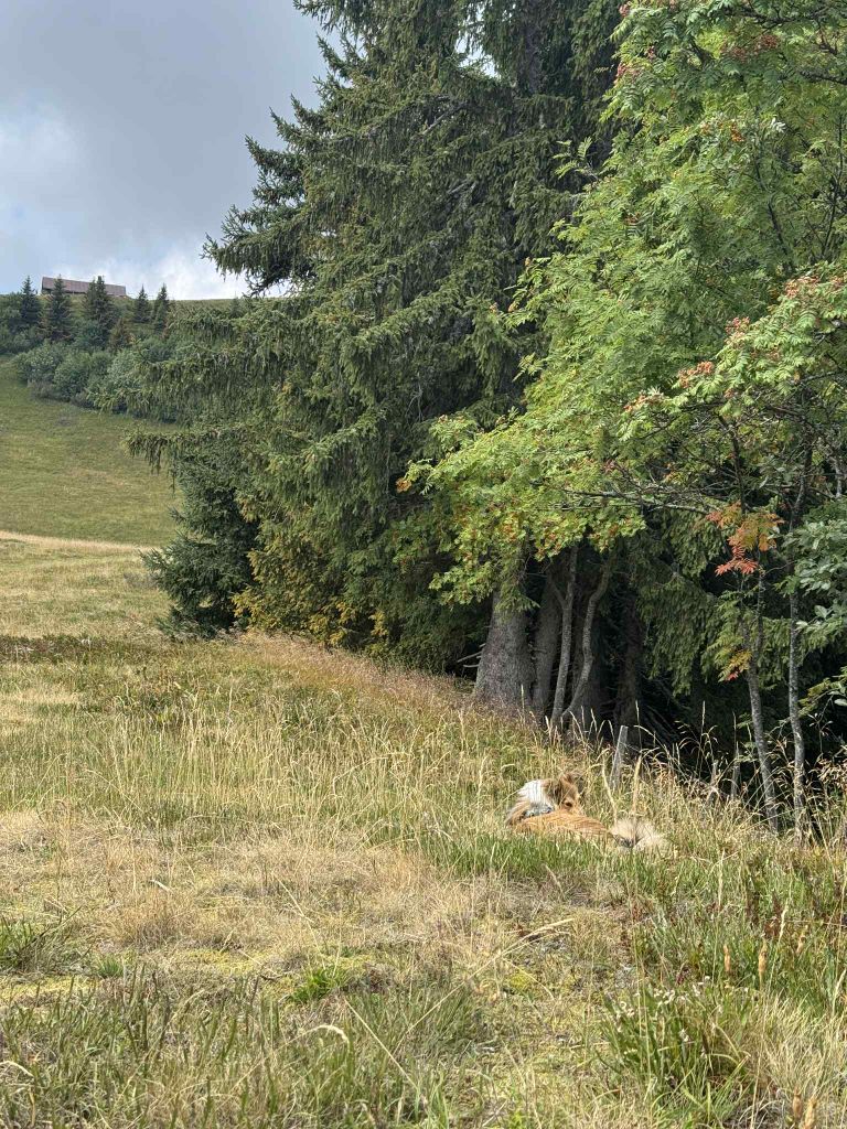 des Crocs de Provence - Des nouvelles de Vaïka