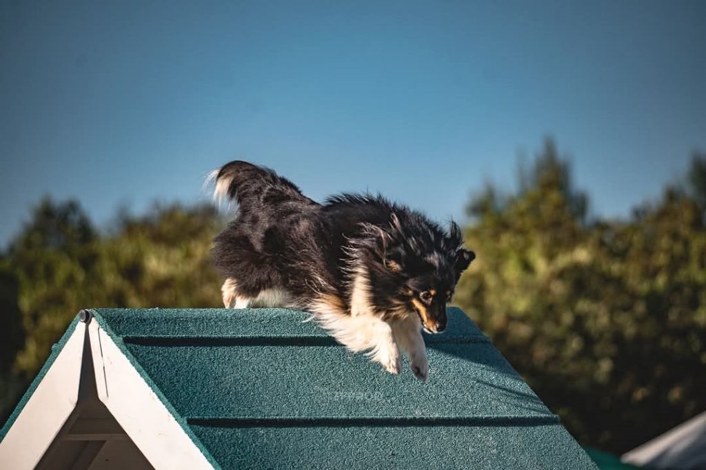 Spirit au concours d'agility de Nîmes