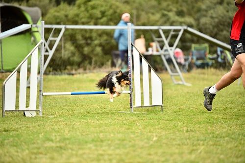 des Crocs de Provence - Concours d'agility des Cadéous