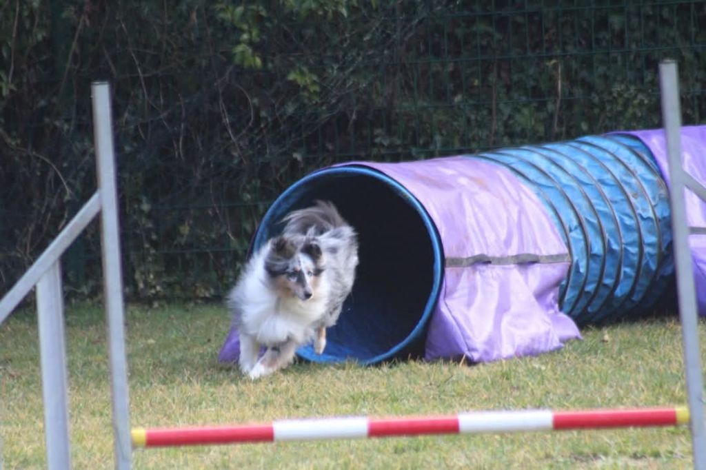 Brevet d'agility pour Shiro