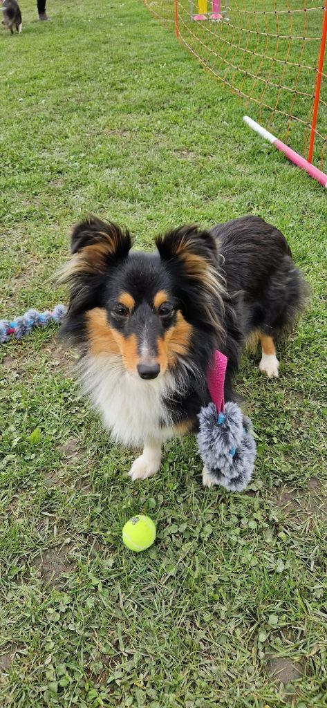 des Crocs de Provence - Brevet d'agility pour Utopya
