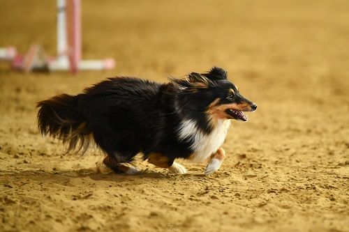 des Crocs de Provence - River et Esteban à la W.A.C.