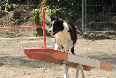 des Crocs de Provence - Concours d'agility d'Aix en Provence